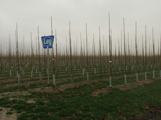 Stangenwald mit jungen Säuleneichen