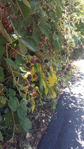 Tis the season in Sonoma County