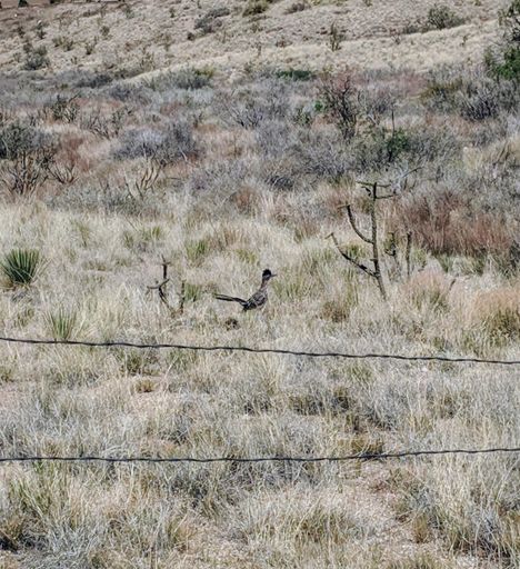 Yes. That is a roadrunner. They're a lot smaller than the cartoon would have you expect.