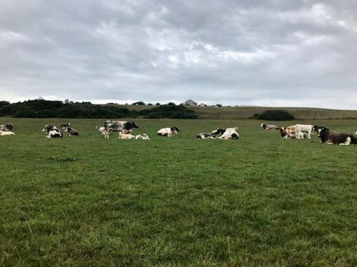 I also wanted a lie down at the top of this hill!