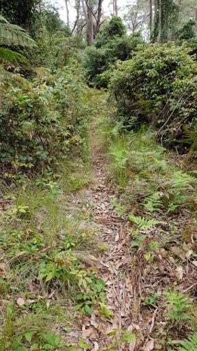 This went for a few km. Sucker for a good bush bash