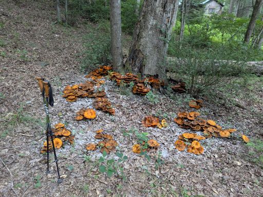 Jack-o-lantern mushrooms. Check out the white spore coverage.
