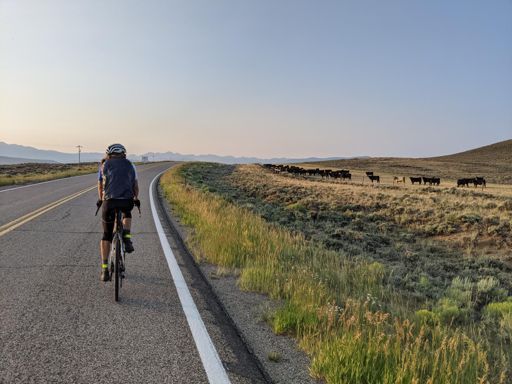 Russ has further bovine interactions.