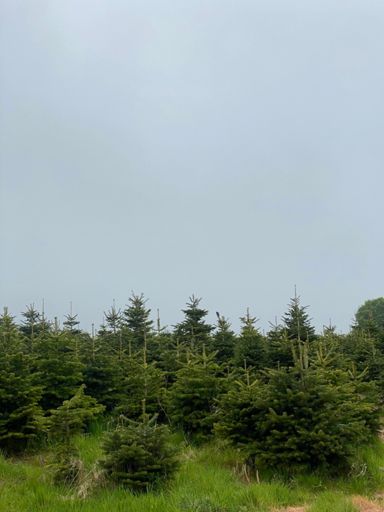 Next years? Xmas trees on Stockheld Park plantation