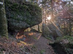 Tour dans forêt de Taintrux avant la séance d’escalade