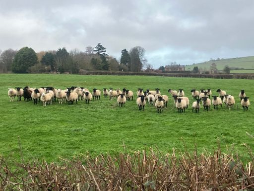 These sheep all took an unerring interest in me while I stopped to have a drink. Rather spooky!