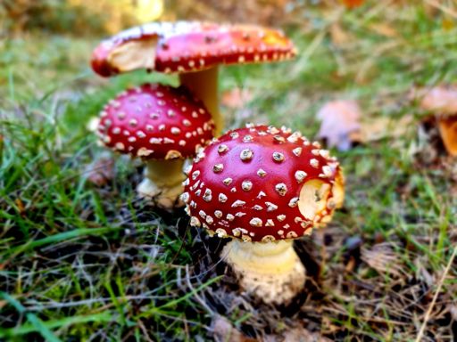 Just need to find an Elf to sit under the toadstools... !