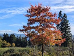 rando  Colbery Kohlberg Donon