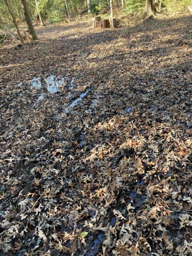 Mile 15 swamp under the leaves 