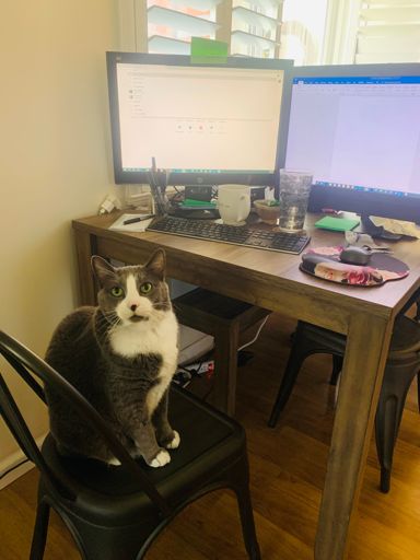 Oli, 😻CPA will be taking over meow!! 👩🏼‍💻😹😜🤷🏼‍♀️🍻🤸🏽