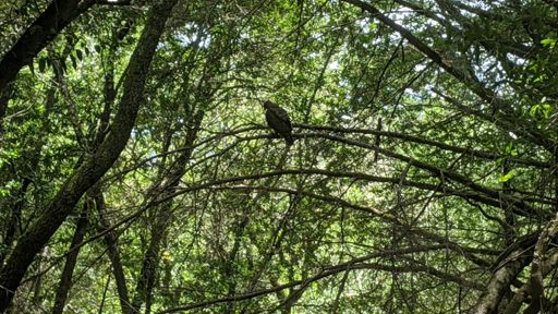 Redtail hawk flew right overhead before perching in this tree