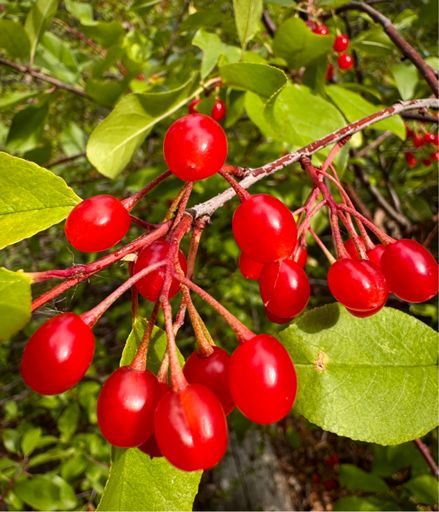 Chokecherries along Doe Canyon trail, looking good. 