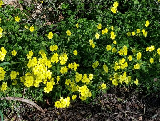 Es blüht am Wegesrand