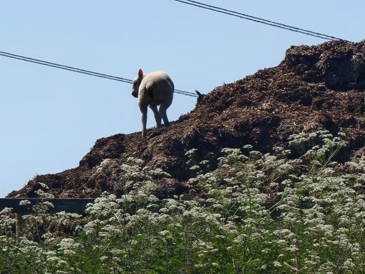 Sheep's like shite. 😒
