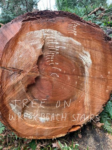 Nov 2025 downed tree on Wreck stairs