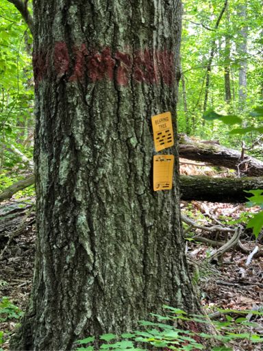 Got lost trying to make it around landslide construction. This tree didn’t help me so I just had to backtrack and find a different way.