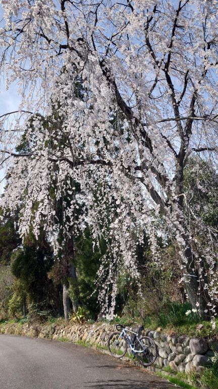 登り口の枝垂桜🌸
