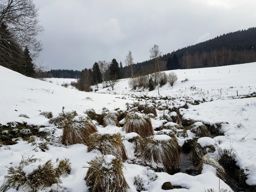 Wackenbach à la chatte pendue