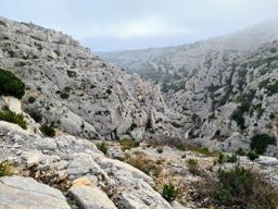 Dans la forêt des calanques