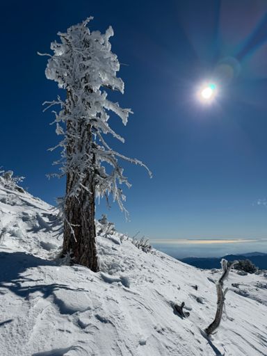 Frozen Trees on the PCT above Windy Gap.