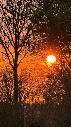 Hinter den Bäumen zeigte sich um elf Minuten nach um Sechs die untergehende Sonne doch noch. 🌞☁️