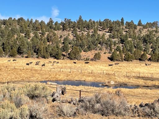 Wild Donkeys grazing in Baldwin Lake!