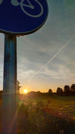 Już dawno nie wklejałem zdjęcia 😃 Jeżeli powiększą Państwo zdjęcie, to zobaczą Państwo muszki złapane w pajęczynę utkaną pod znakiem ,,ścieżka rowerowa,,😜 A na niebie jak zwykle  chemtrails!!!