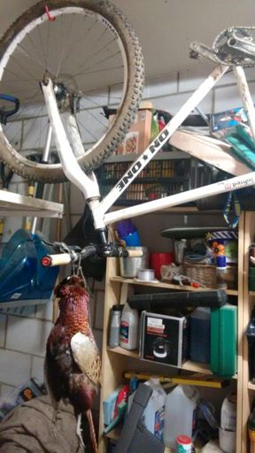 Not sure he approves of my vegitarianism