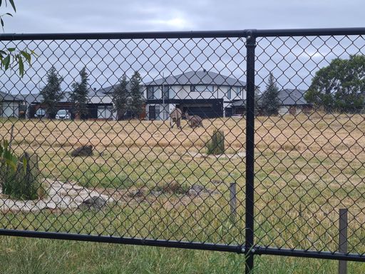 That kangaroo is on the left is huge