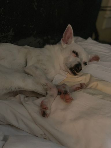 One of my sleep bunnies