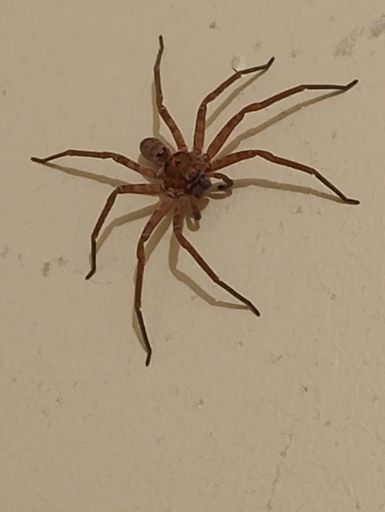 Laundry guard. Mostly harmless Huntsman Spider.