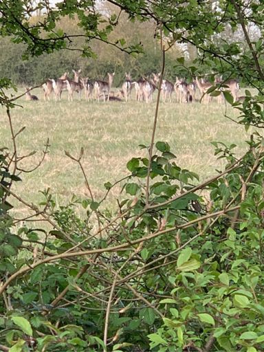 I ‘herd’ it through the the grapevine ....  well more of a hedge really.