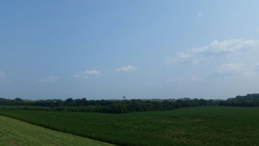 What do you think that tree is thinking about?