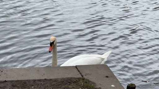 Ein Schwan im Orankesee.