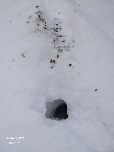 Squirrel house entrance🐿