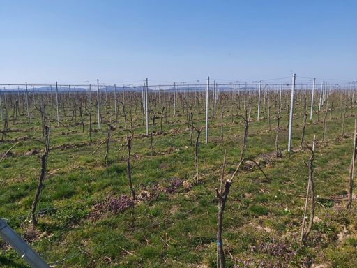 Dauert noch ..... bis zum Resling-Schorle