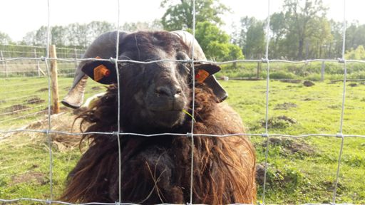 Na razie nici bzykania...