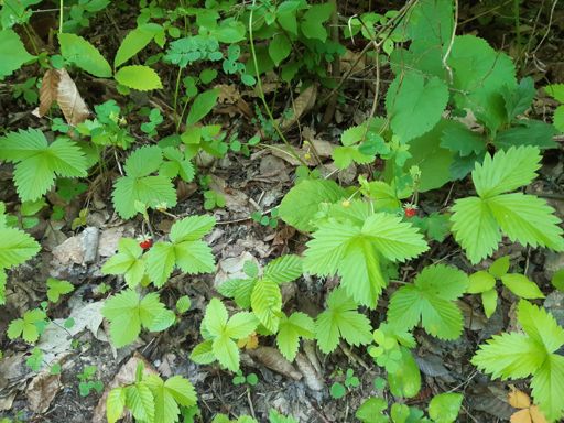 Почнаа! Време е за МТБ. Следниот месец дена не ме барајте дома, на планина сум :))