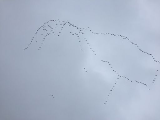 Kraniche auf dem Weg in den Süden
