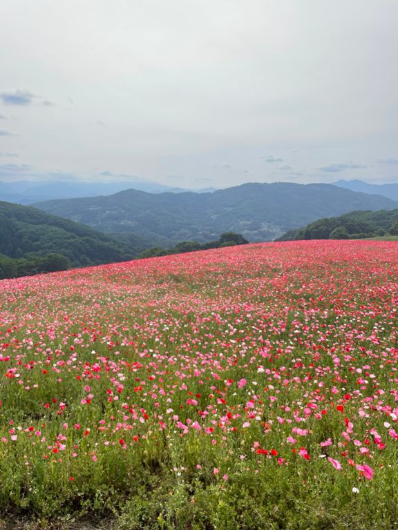 菅谷寄居線前橋長瀞線熊谷小川秩父線 112.6 km Cycling Route on Strava