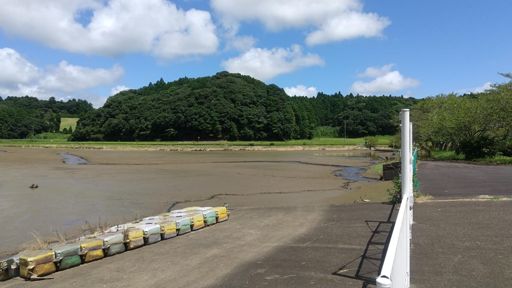 橘堰。なぜかかいぼり。外来種でも？？