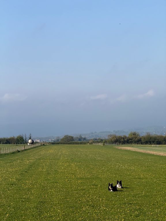 Morning Dog Walk