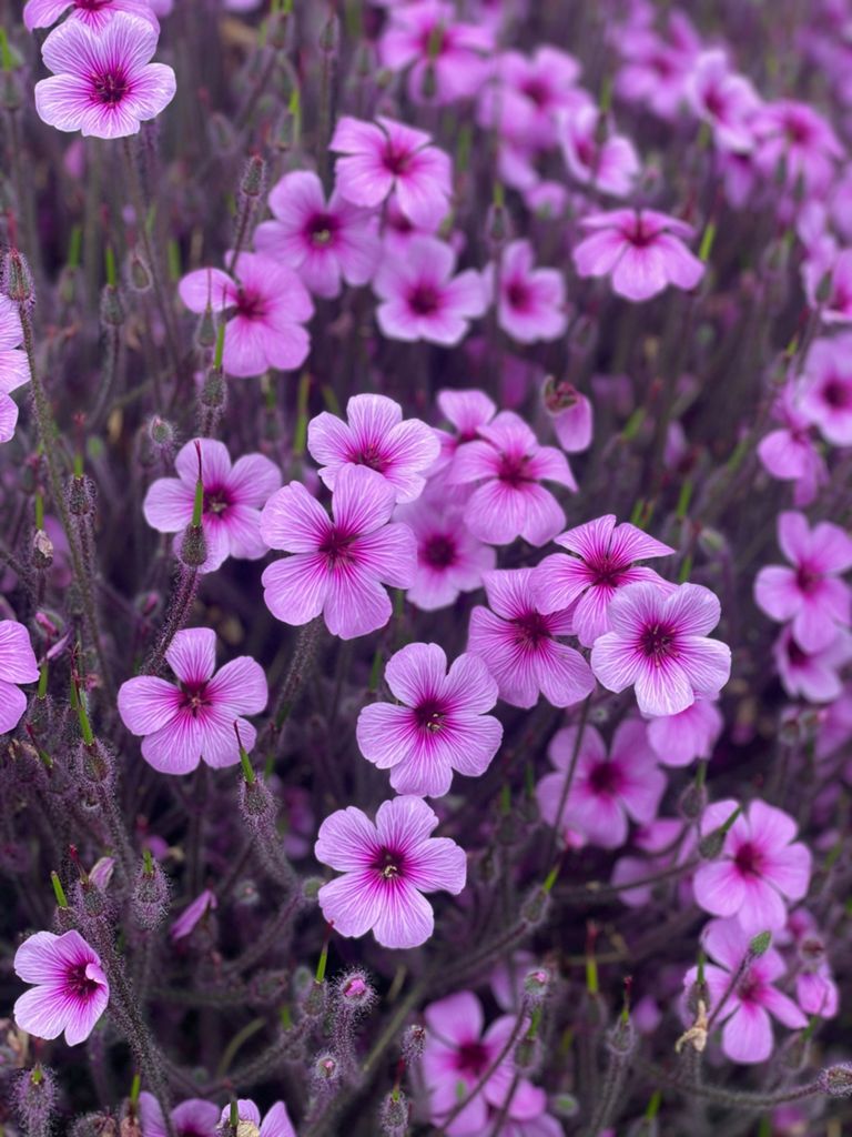 Butterlap (Presidio & Golden Gate Park) photo 179