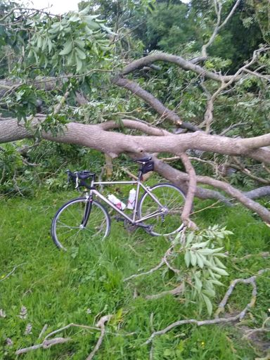 Tree down during ride wasn't there first time through