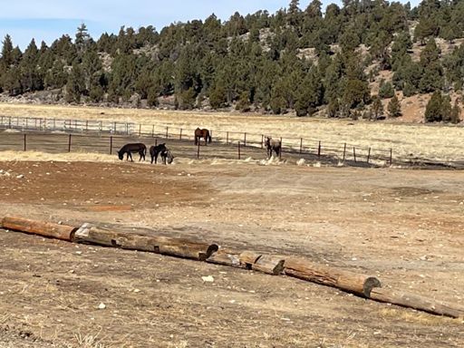 Free to run about also!