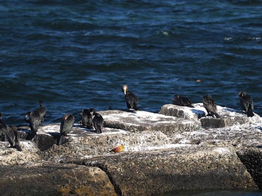 集団ではウミウぐらいしかいない。
