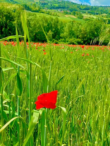 Ci sono lacrime nel cuore che non arrivano agli occhi.”
Jane Austen