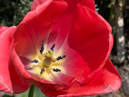 帰ったらチューリップ咲いてた