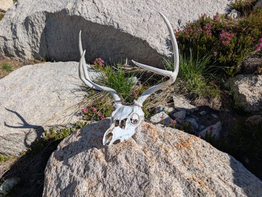 A cool old deer skull I found near one of the lakes we passed. Unfortunately the other party we saw on the climb took this skull home with them 😞