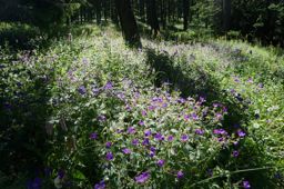 Lac de Lignin en VTT